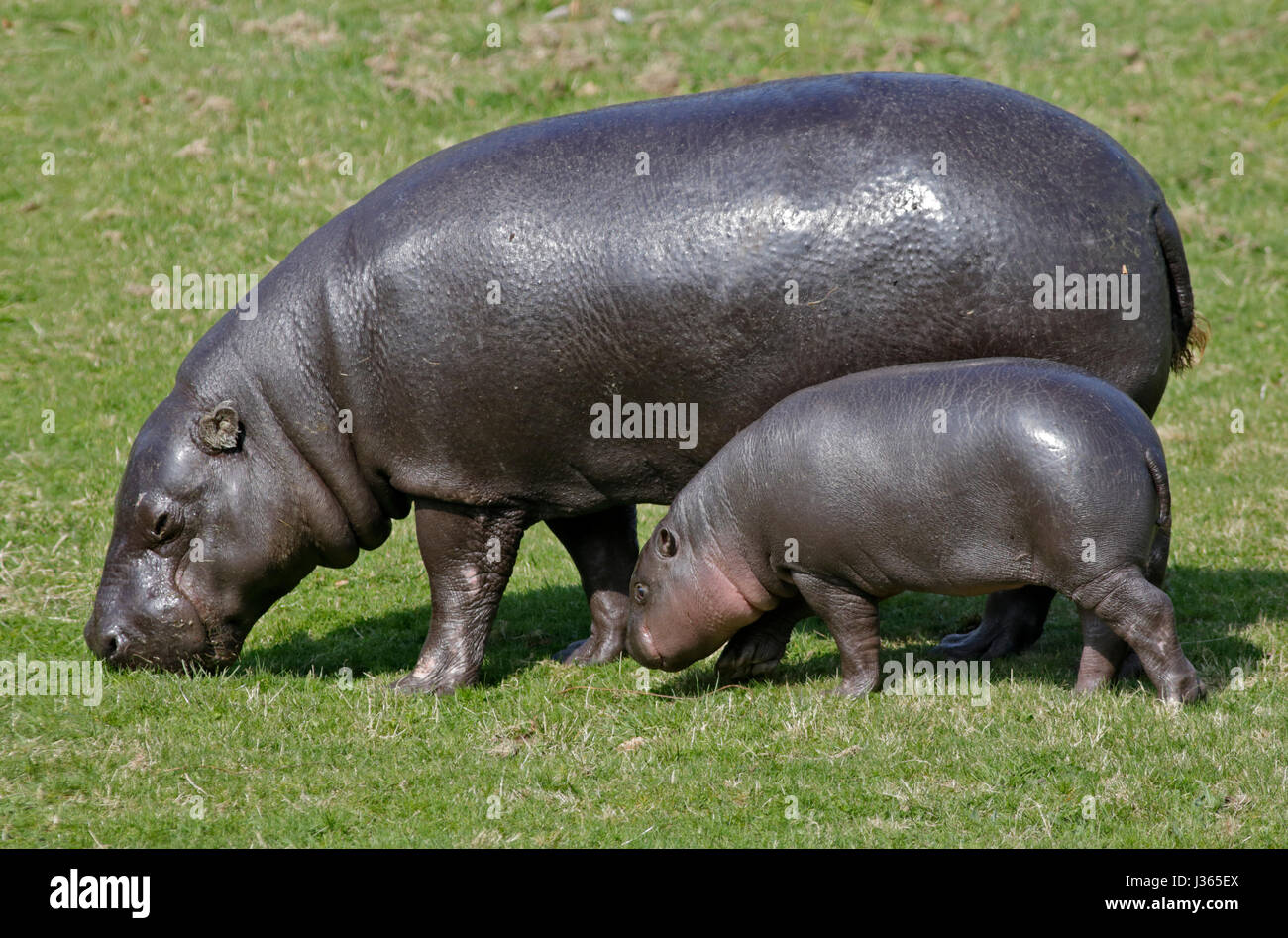 Pygmy Hippo (hexaprotodon liberiensis) Mother and Calf Stock Photo
