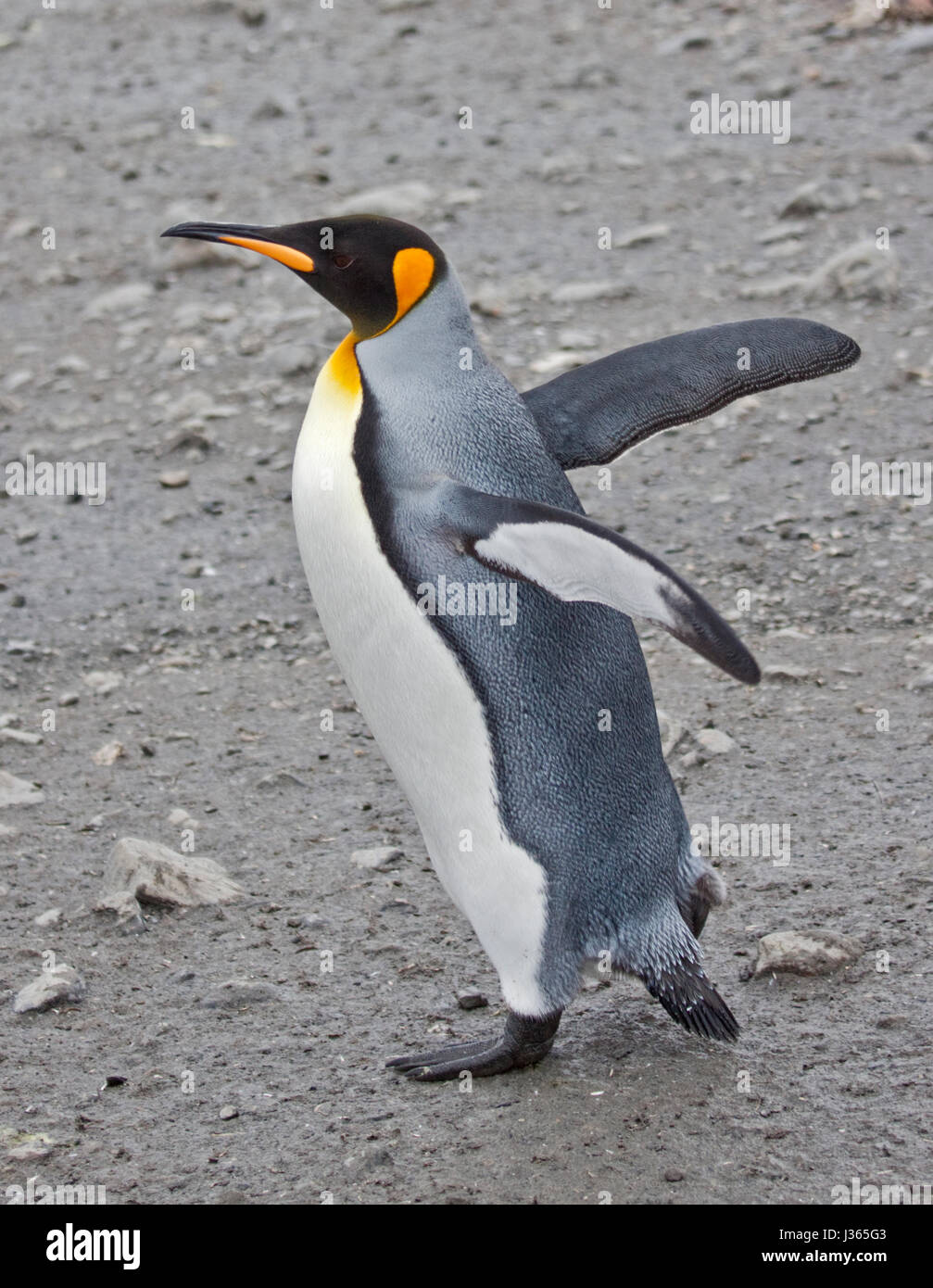 King Penguin (aptenodytes patagonicus), Salisbury Plain, South Georgia Stock Photo