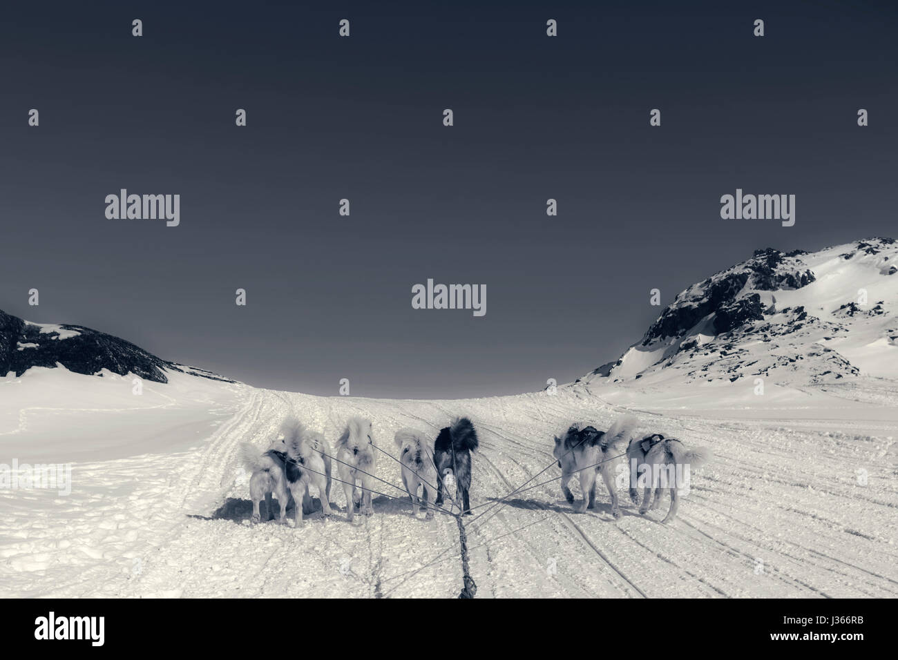 Husky dogs in Ilulissat, Greenland Stock Photo