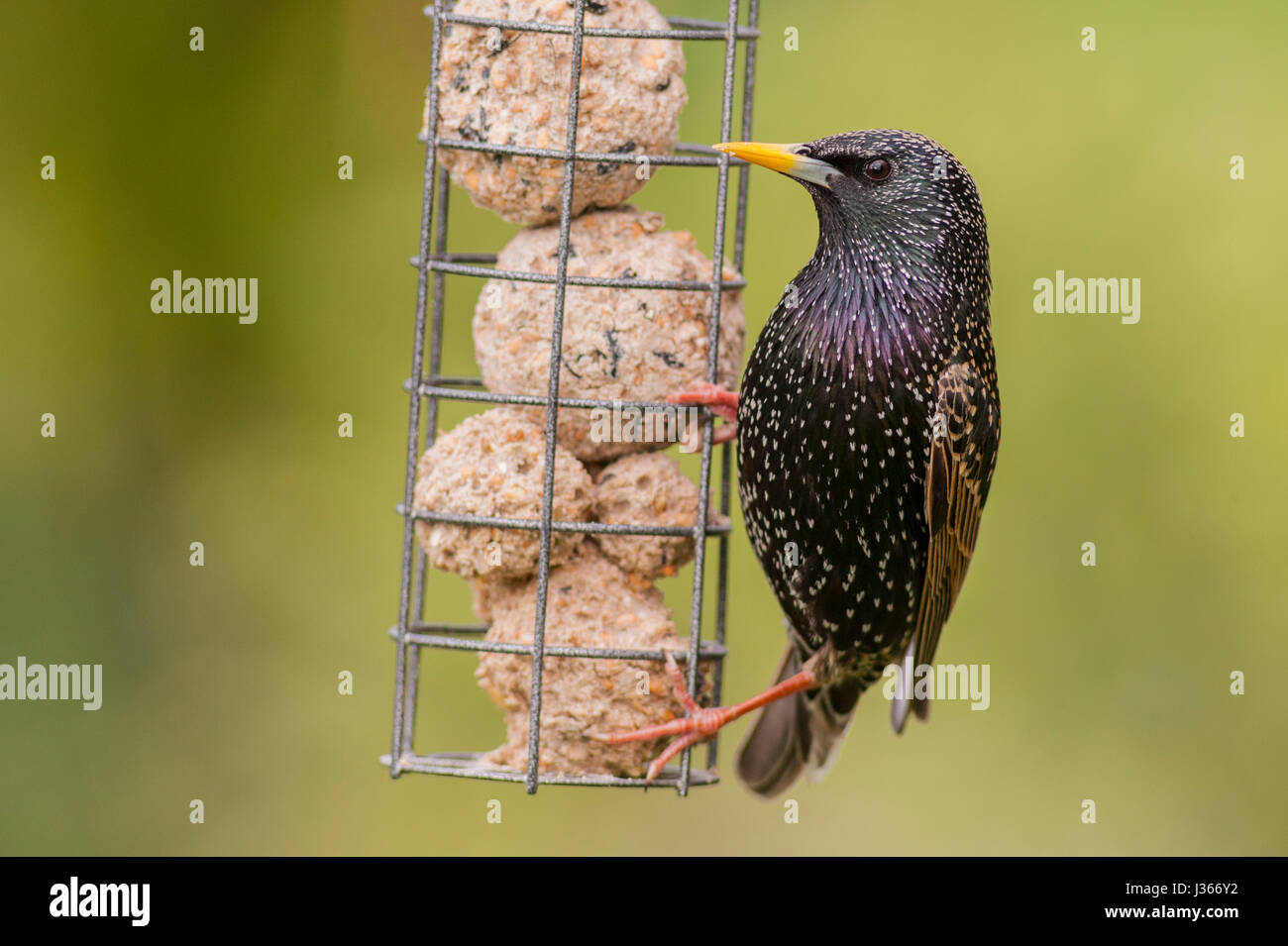 A Starling (Sturnus vulgaris) on a feeder in Uk Stock Photo