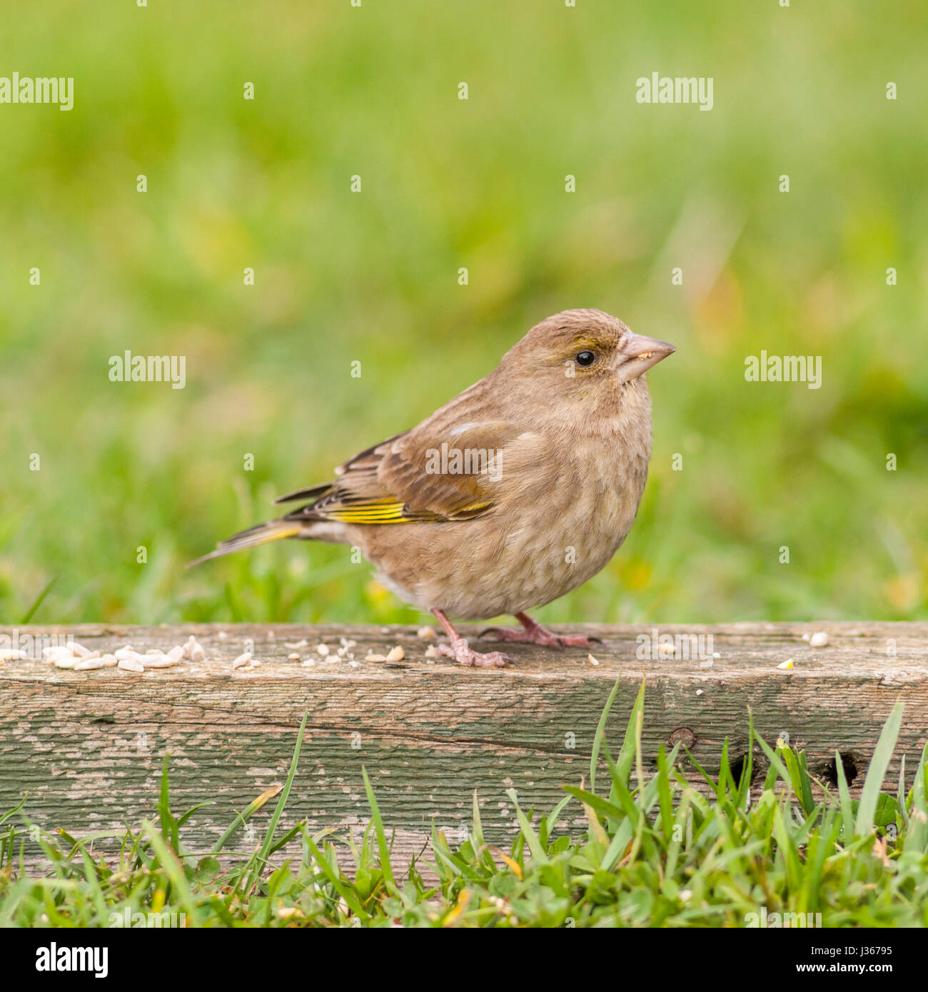 A female Greenfinch (Carduelis chloris) in the Uk Stock Photo