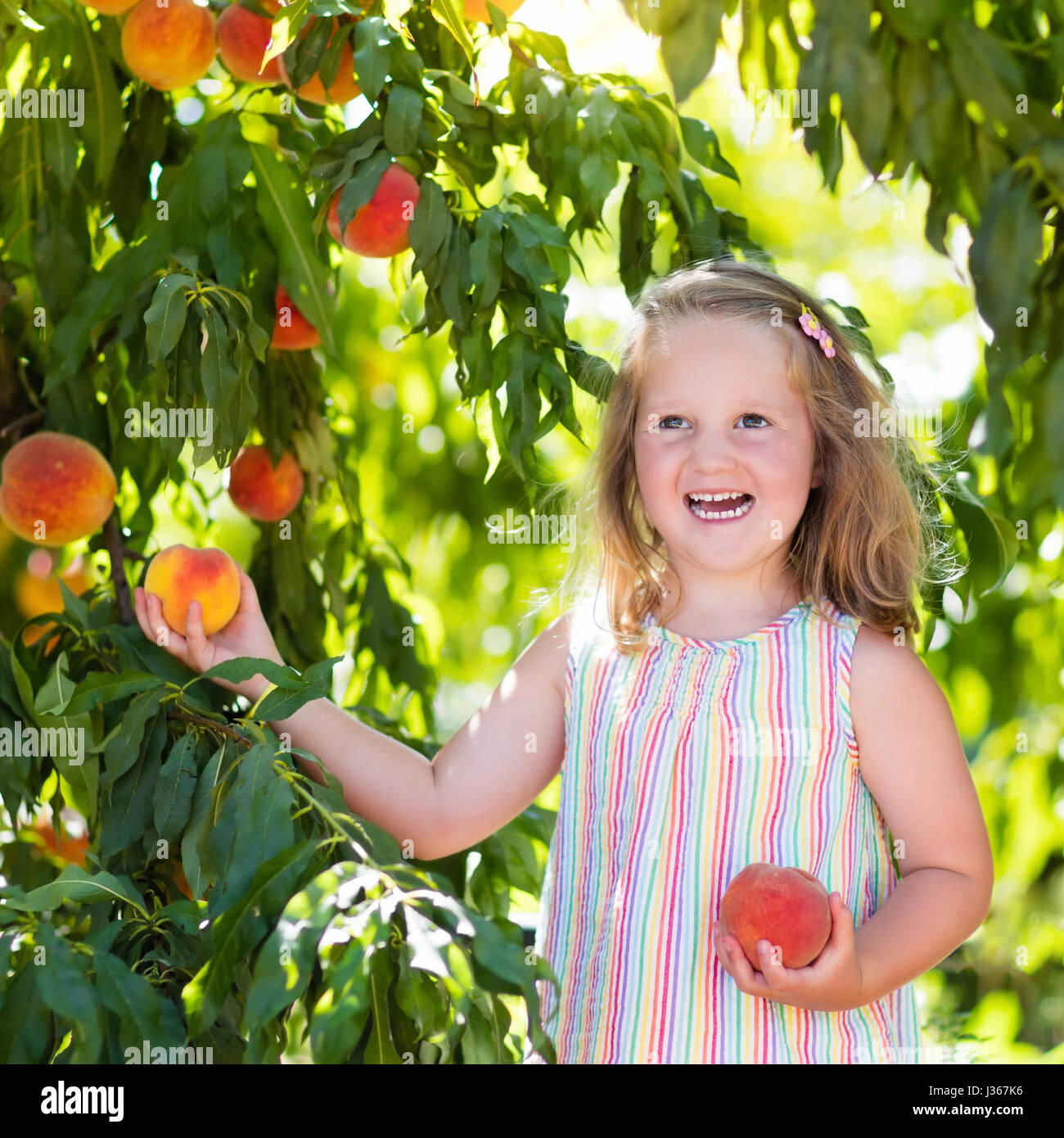 Little girl picking and eating fresh ripe peach from tree on organic