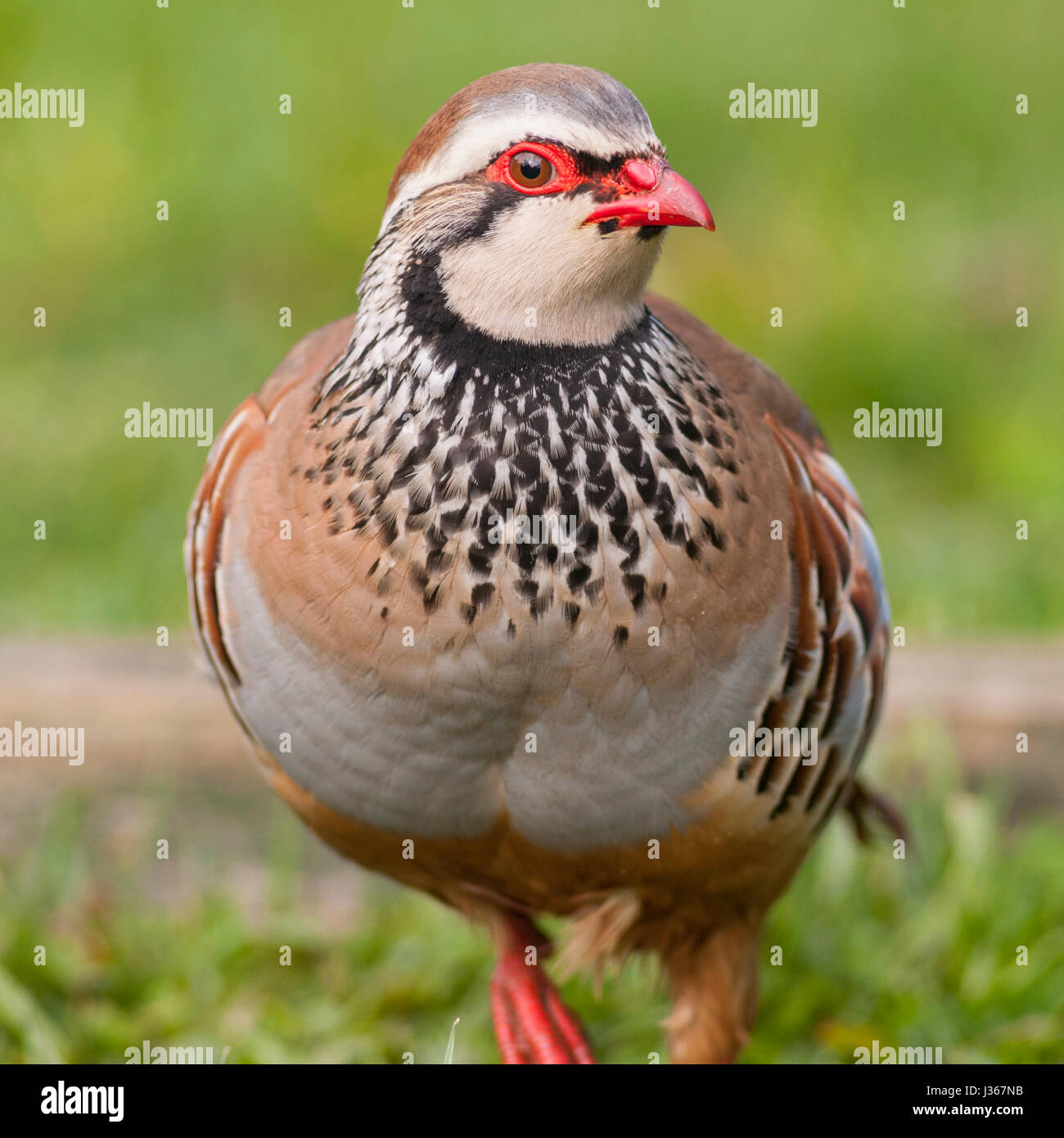 Uk partridge bird game english hires stock photography and images Alamy