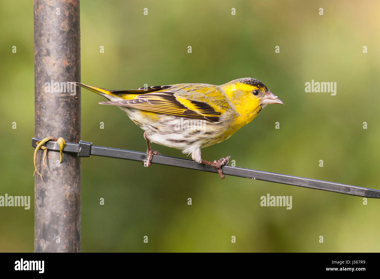 A Eurasian Siskin (Carduelis spinus) adult male on a bird feeder in the Uk Stock Photo