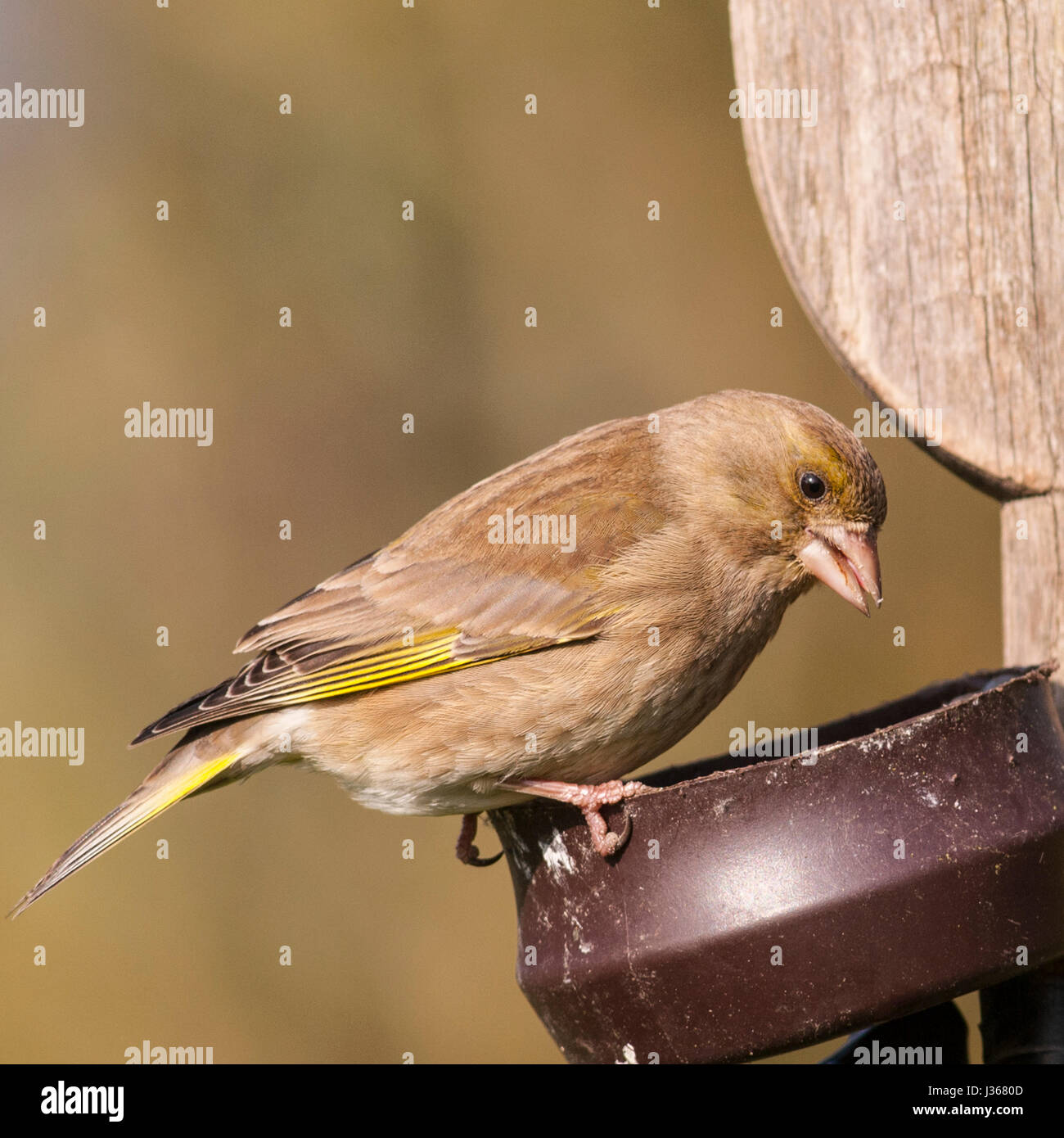 A female Greenfinch (Carduelis chloris) in the Uk Stock Photo - Alamy