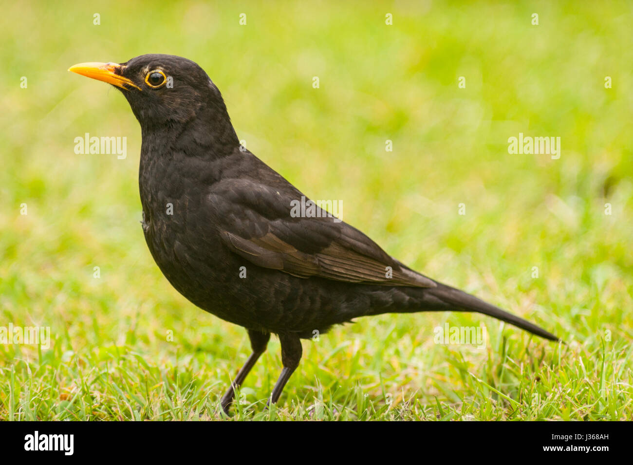 A Male Blackbird  (Turdus merula) in the Uk Stock Photo