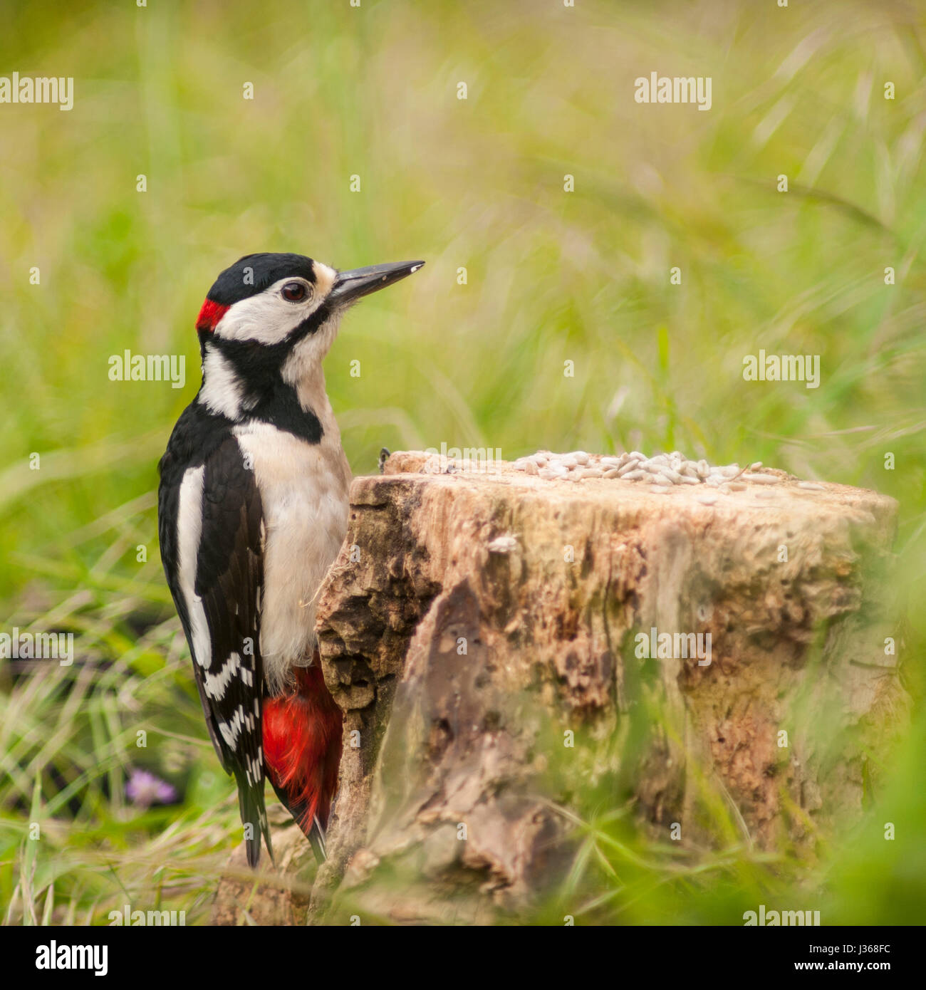 A Great Spotted Woodpecker (Dendrocopos major) on a log in the uk Stock Photo