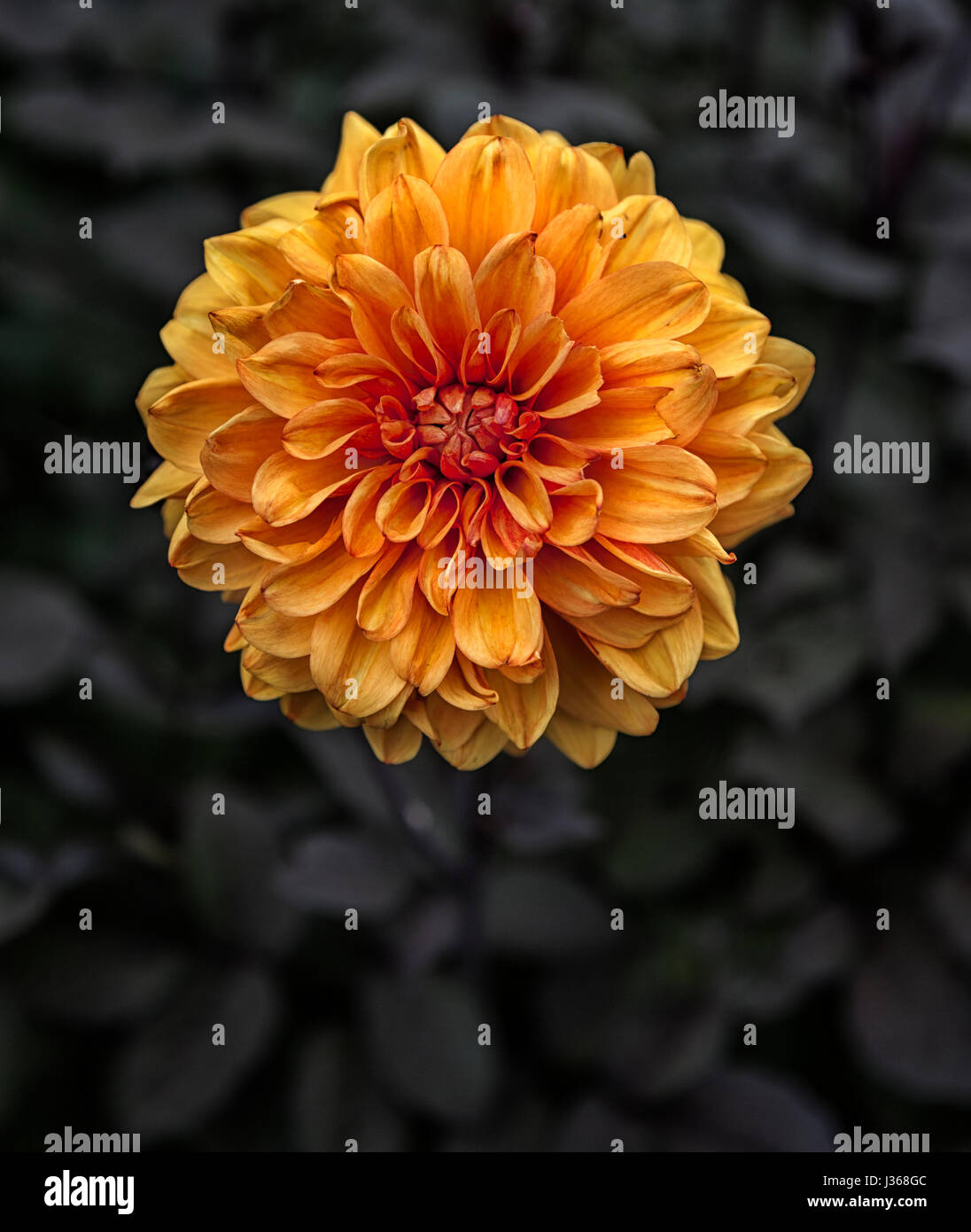Chrysanthemum plant hi-res stock photography and images - Alamy
