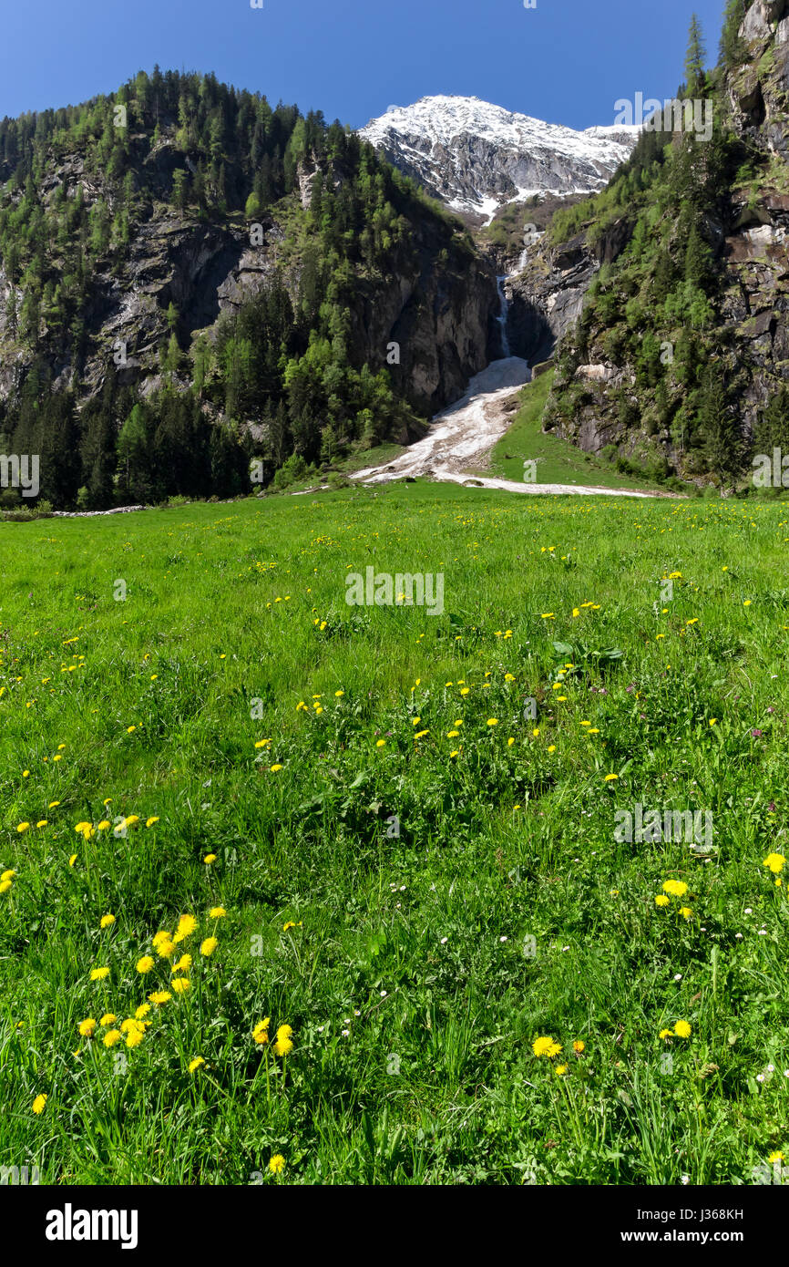 Spring green meadow with flowers and  snowy mountains in the background, vertical image. Austria, Tirol, Zillertal, Stillup valley. Stock Photo