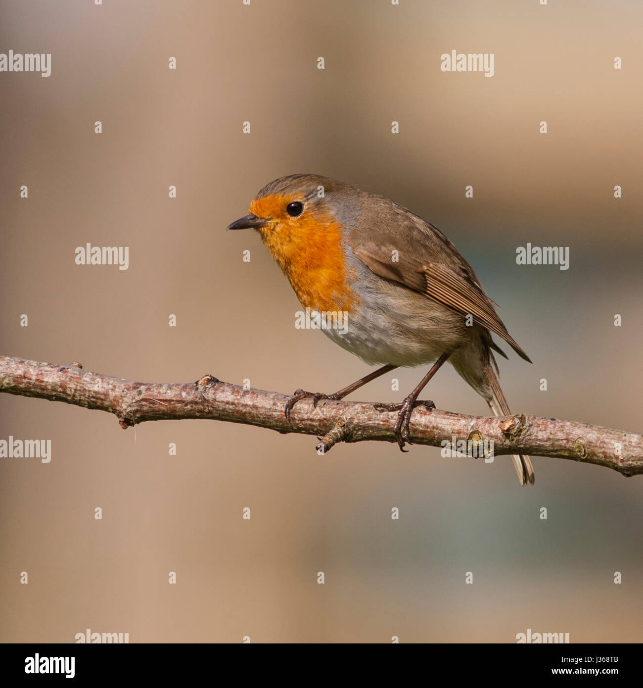 A Robin on a branch (Erithacus rubecula) in the uk Stock Photo