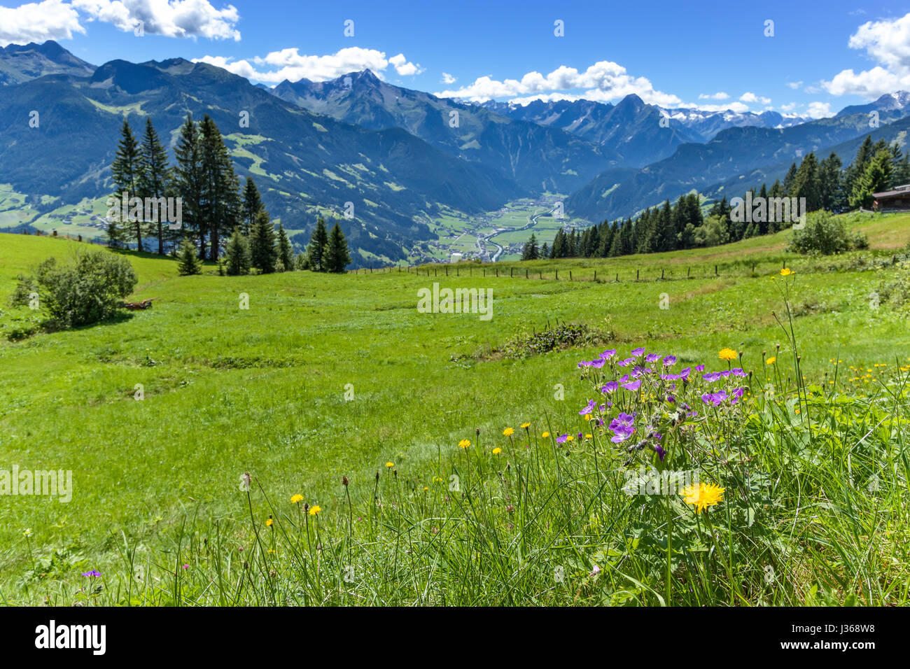 Alpine mountain view with bright green meadow in the foreground. Austria, Tirol, Zillertal, Zillertal High Alpine Road Stock Photo