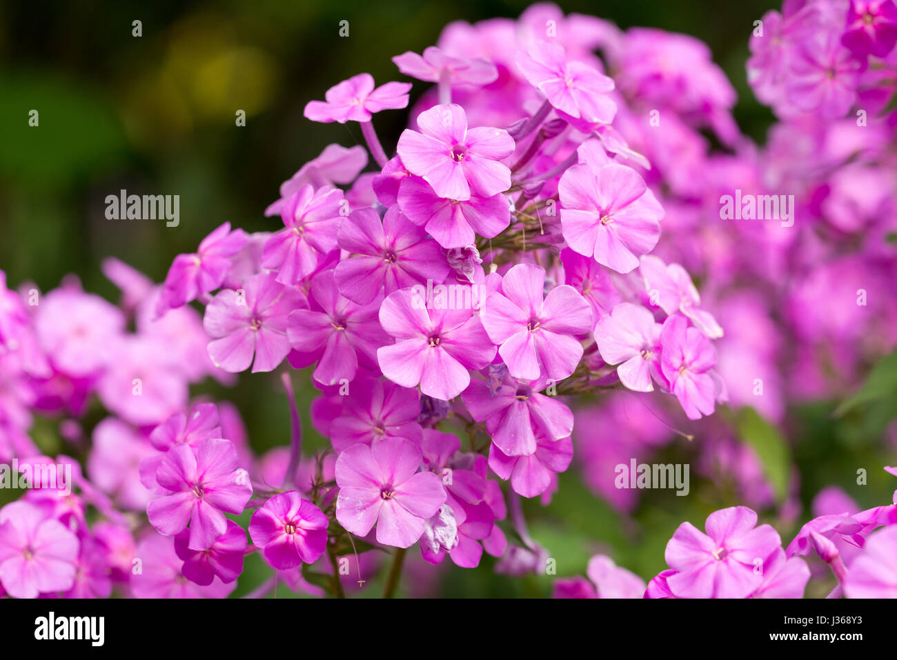 Close-up portrait of a blossoming phlox Stock Photo