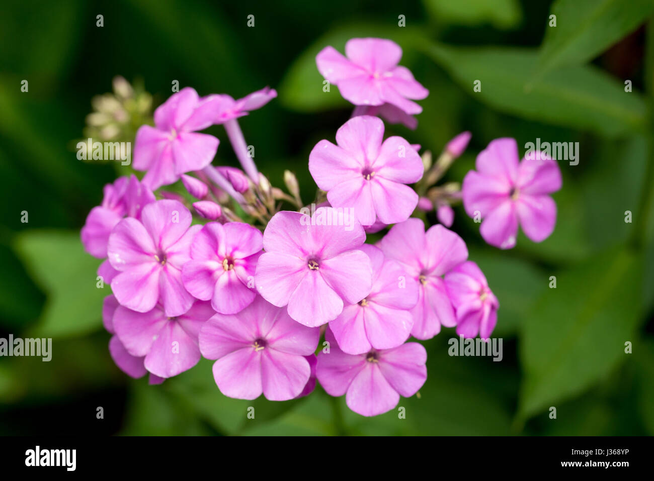 Close-up portrait of a blossoming phlox Stock Photo