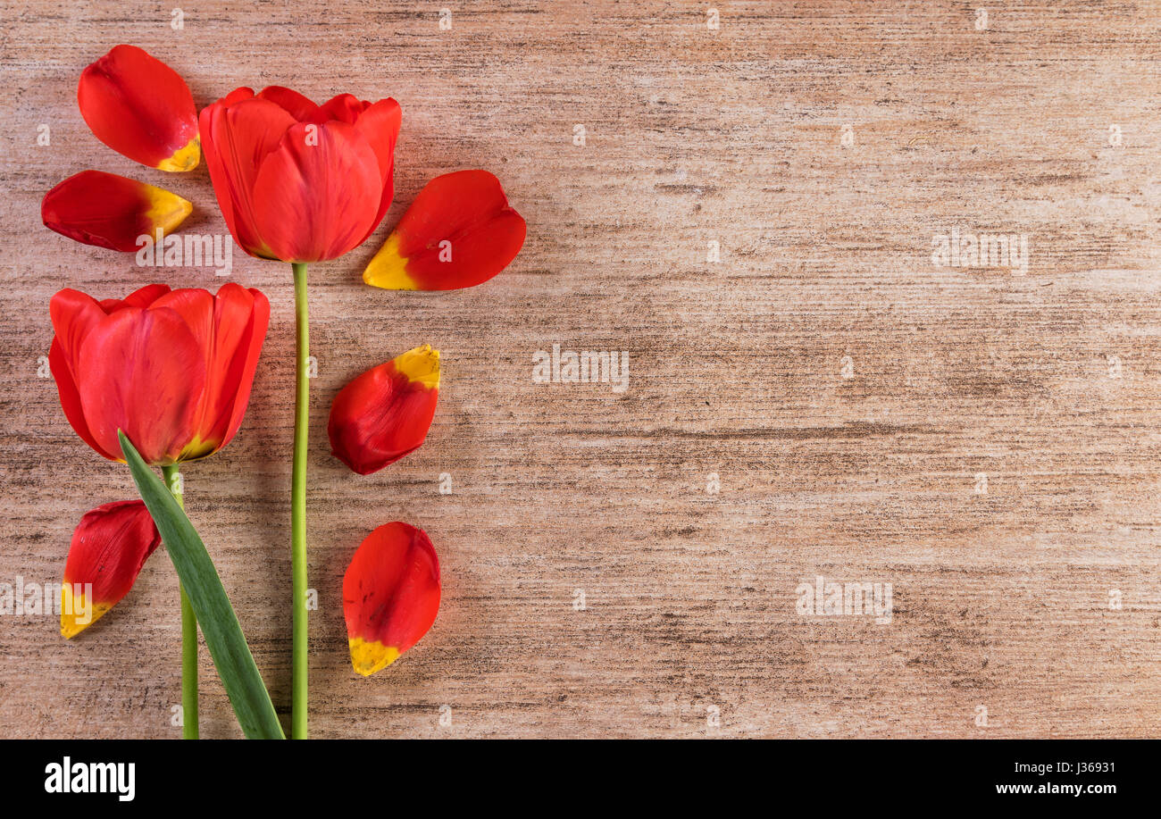 Red tulips decorative arrangement on light brown background. Text space right Stock Photo
