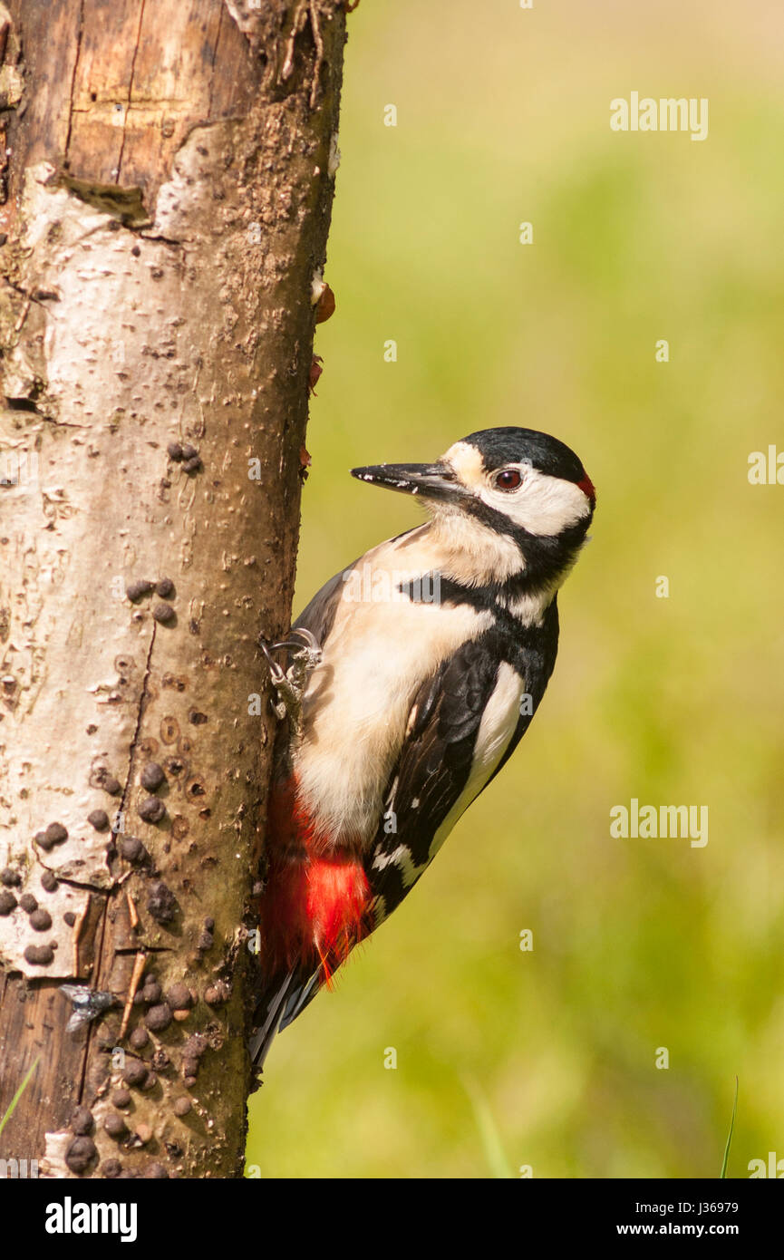 A Great Spotted Woodpecker (Dendrocopos major) on a tree in the uk Stock Photo