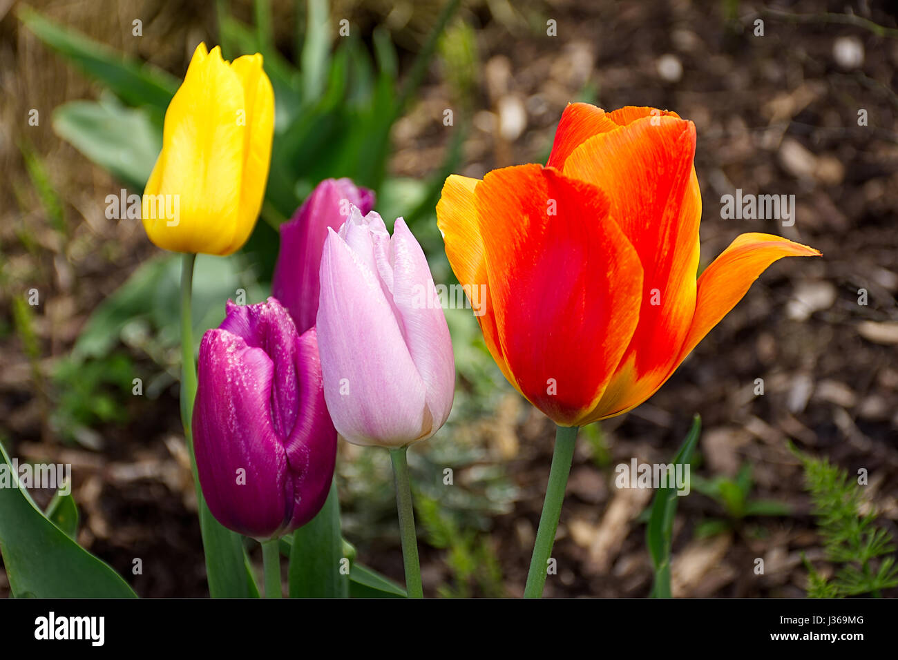 Colourful tulips bloom in spring.Springtime Uk.Welcome spring.Tulips flowers Uk.Anglesey,North Wales,United Kingdom.British countryside.Uk spring. Stock Photo