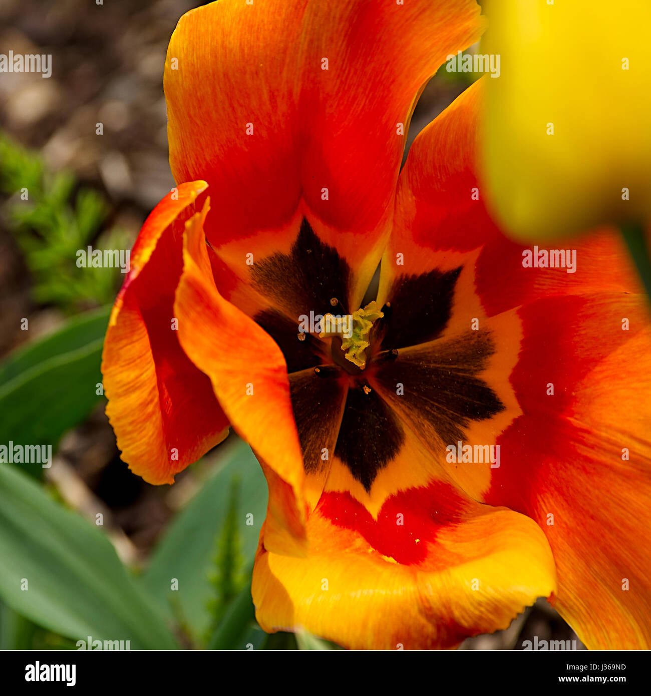 Opened red and yellow tulip flower.POV image.Tulip blossom Uk.Springtime Uk.Fully opened tulip.British springtime.Welcome spring.Anglesey,North Wales. Stock Photo