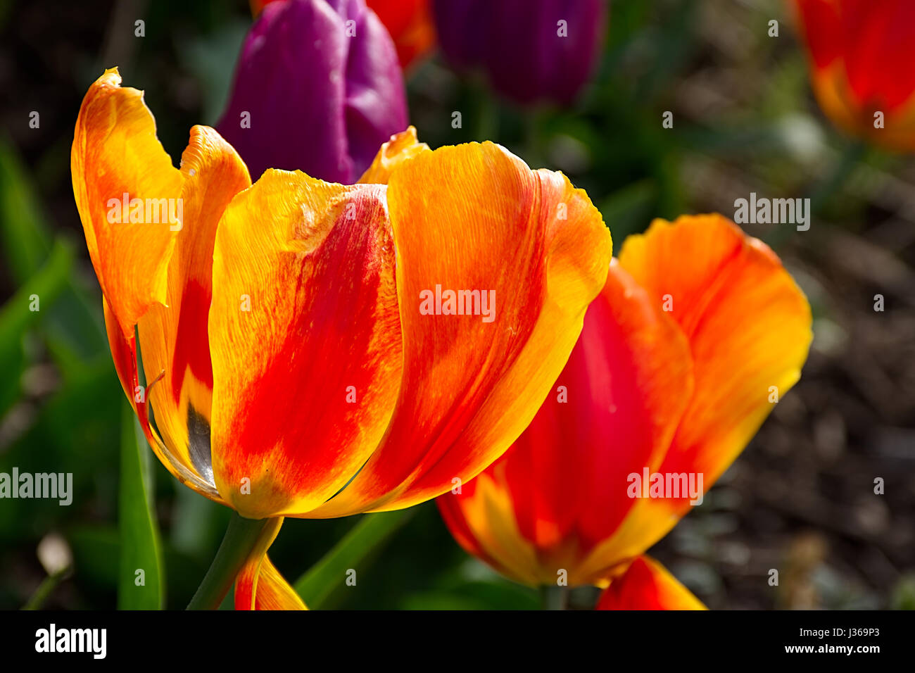 Opened red and yellow tulip flowers close up.Tulips blossom Uk.British