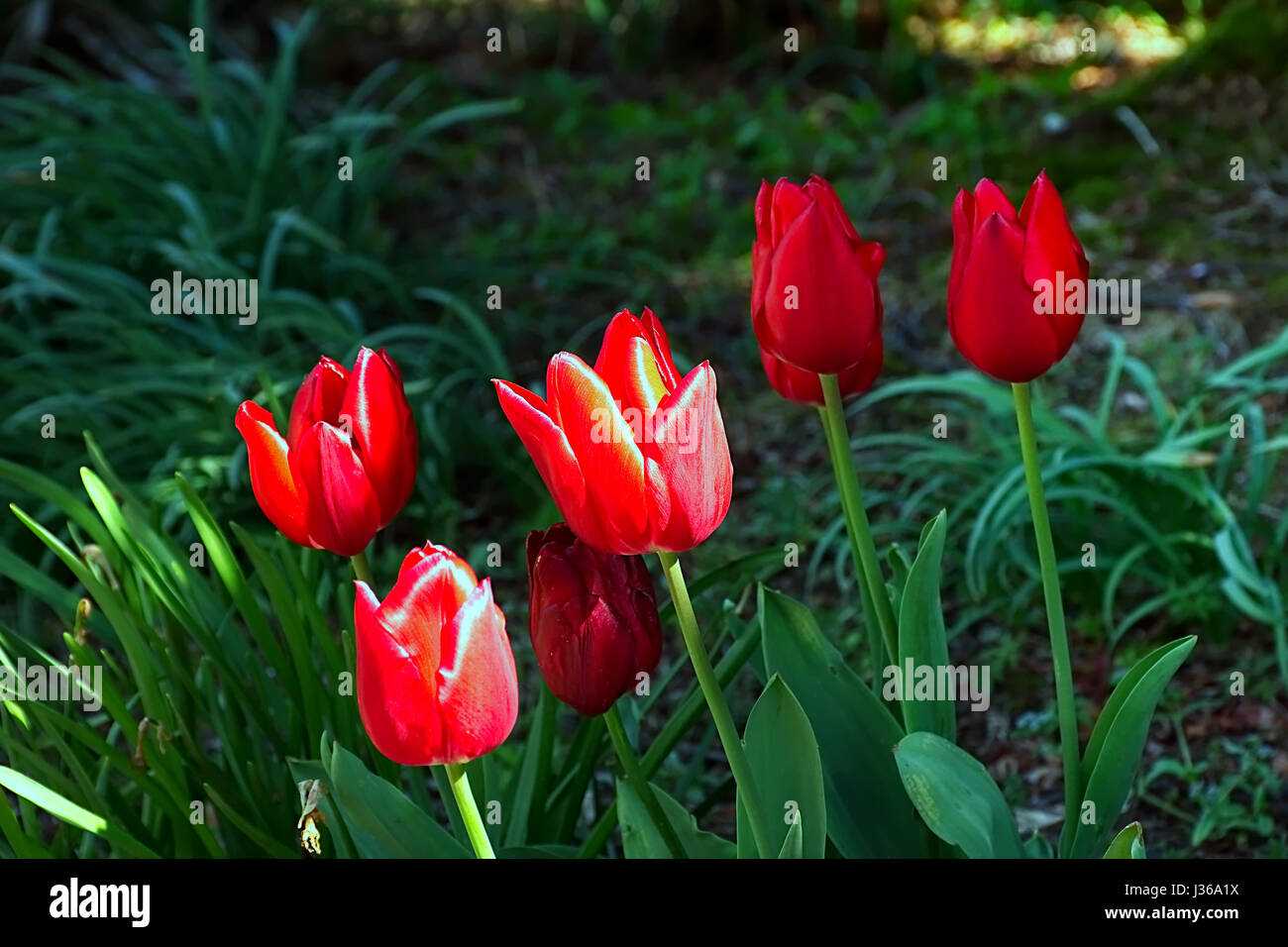 Red tulip flowers in shadow lightened by single afternoon sunray slipping in.Tulips uk.British spring flowers.Springtime bloom uk,nature uk. Stock Photo