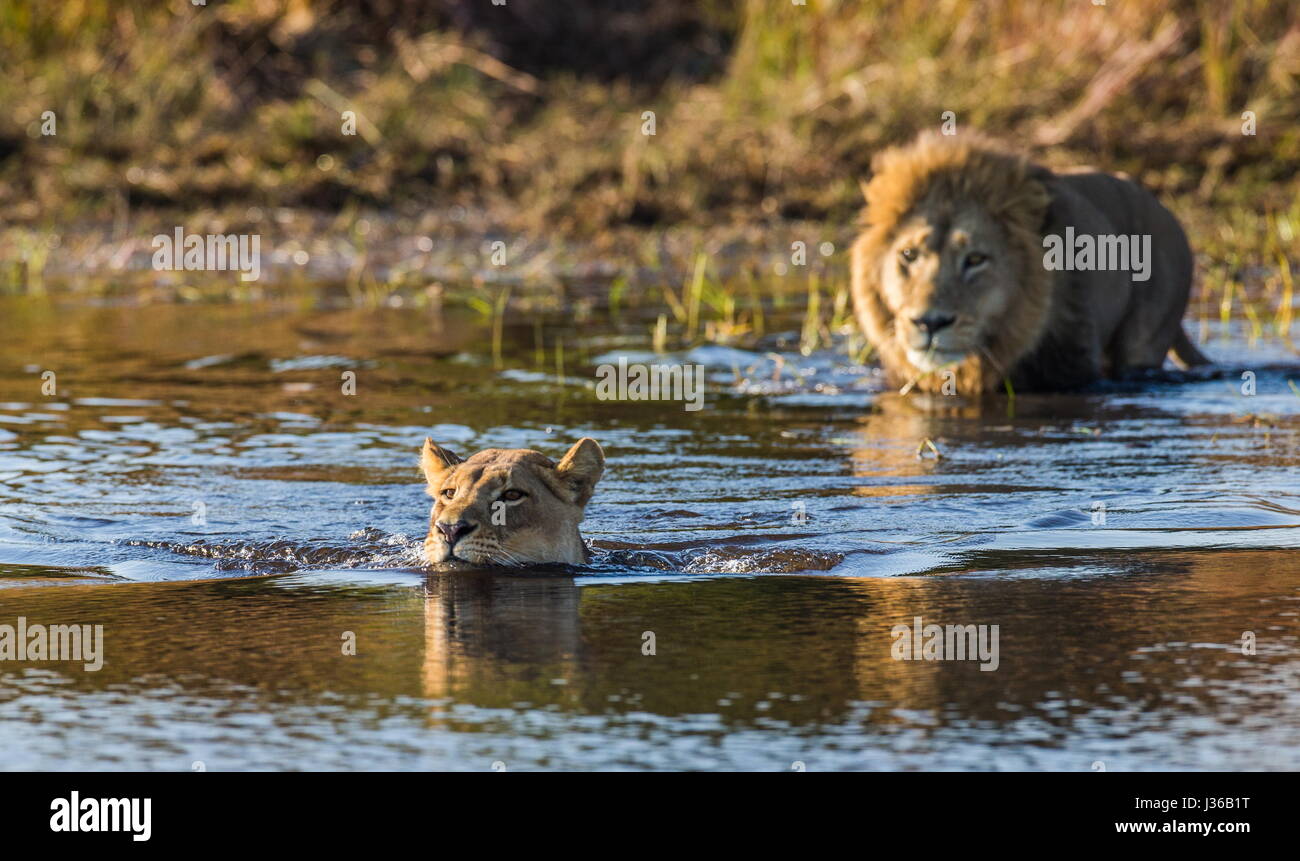 Lion Bathing Lioness and lion swim through the swamp. Okavango Delta Stock Photo - Alamy