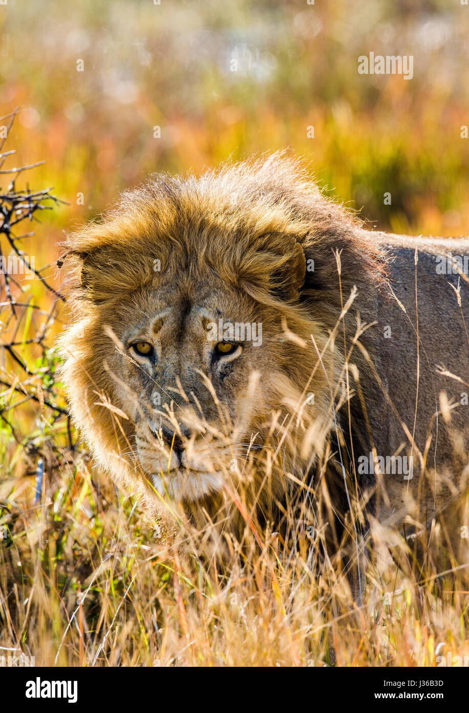 Lion in the grass. Okavango Delta. Stock Photo