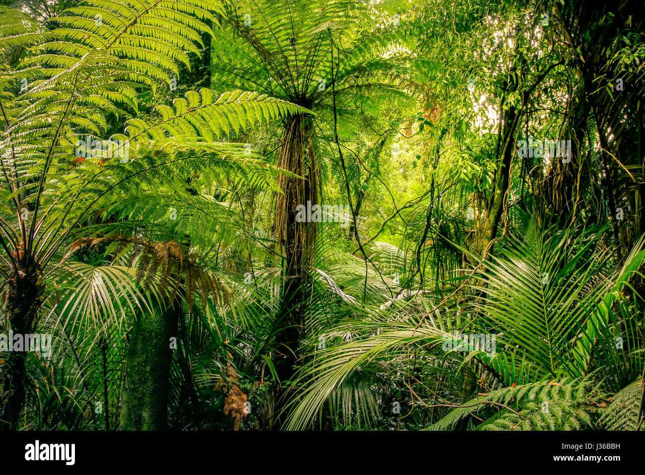 Lush green foliage in tropical jungle Stock Photo - Alamy