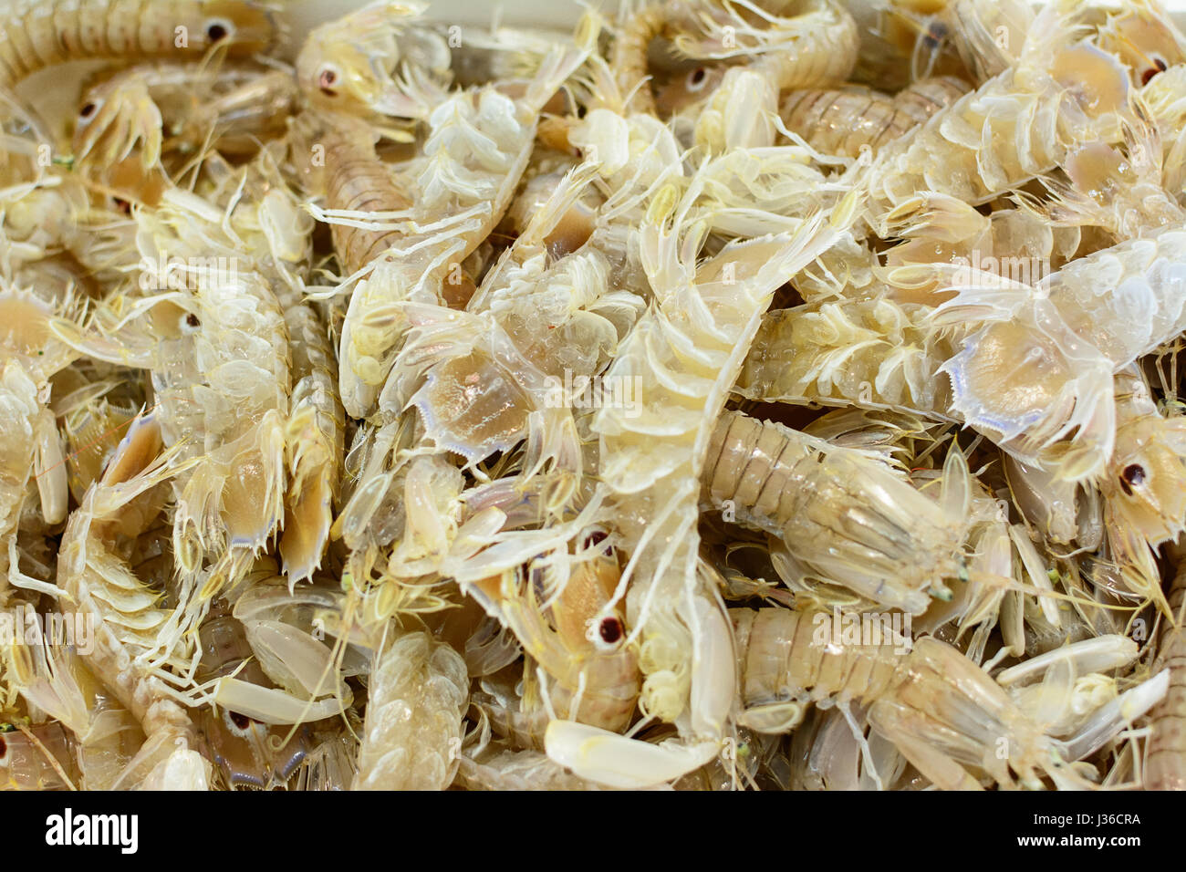 squilla mantis in a seafood market Stock Photo