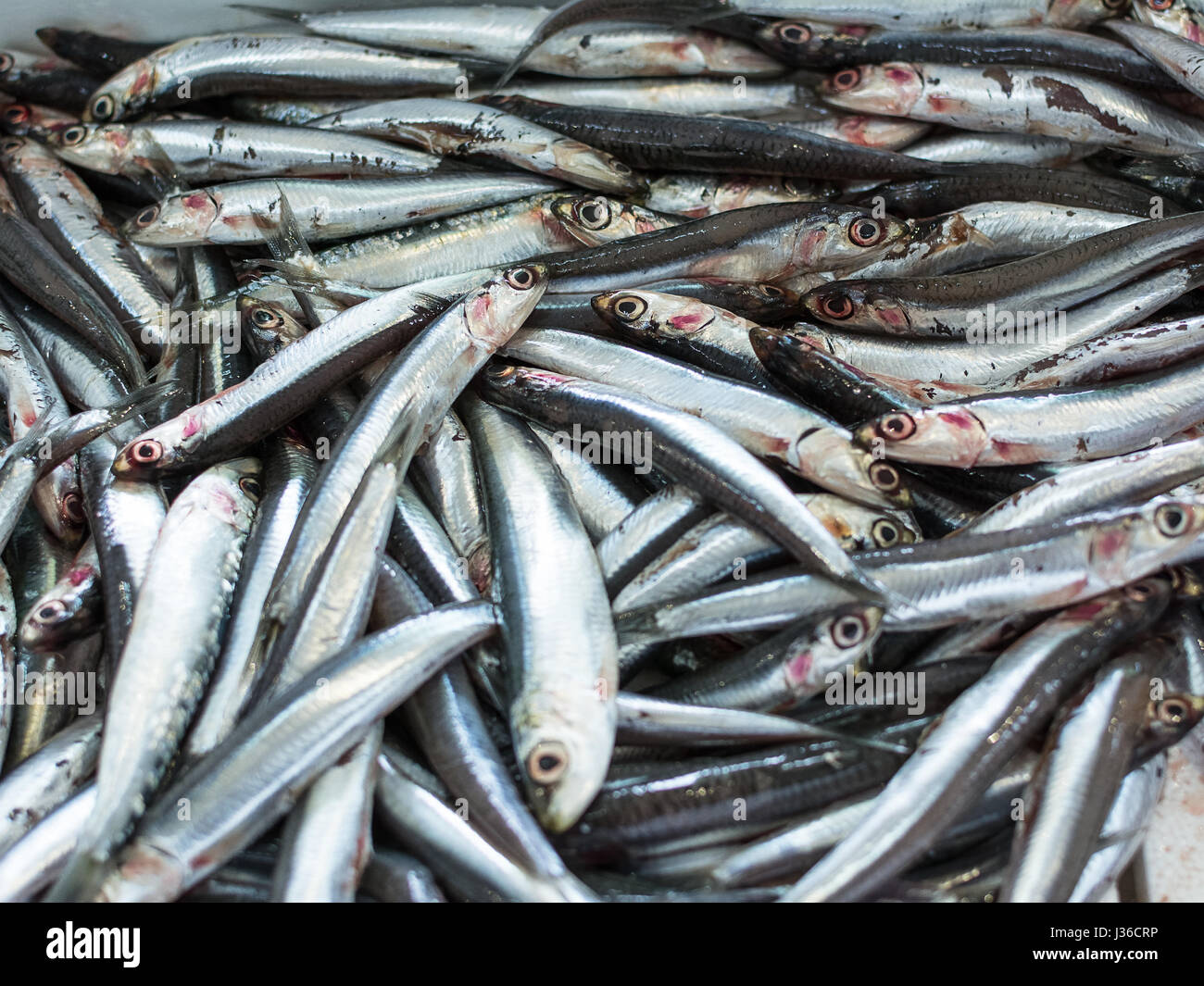 European anchovy in a seafood market Stock Photo