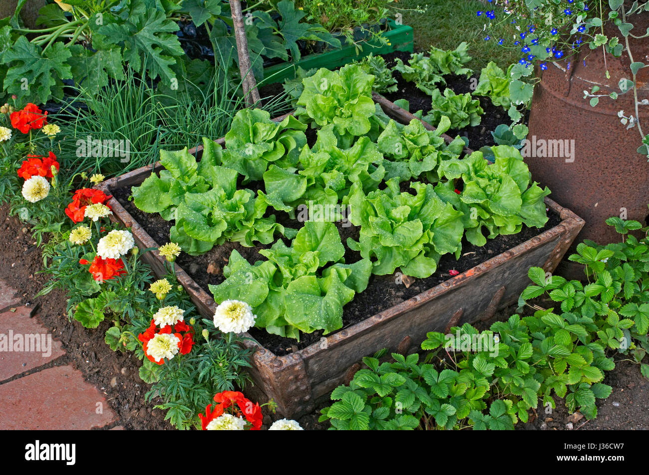 Vegetables an enclosed bed of 'Tom Thumb' lettuce Stock Photo Alamy