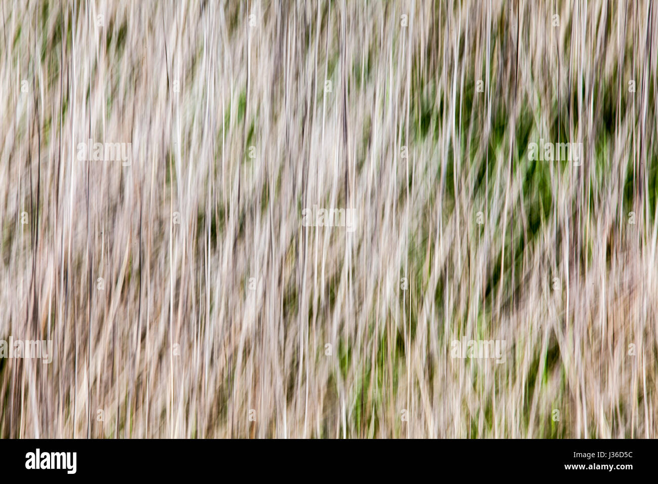 Abstract lines and structures in dry grass, closeup, with a blurred wipe effect Stock Photo