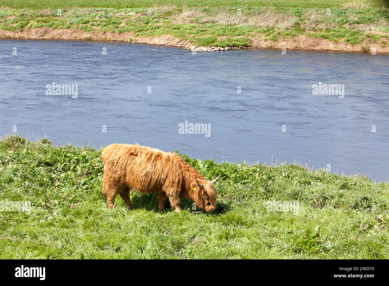 Highland cattle, river Weser, Weser Uplands, Weserbergland, Hesse, Germany Stock Photo