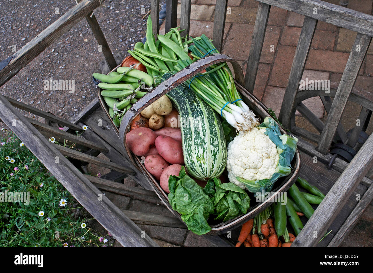 A trug full of fresh vegetables Stock Photo