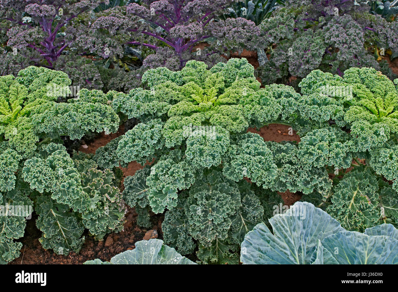 Close up of  'Green Curley Kale' in an allotment Stock Photo