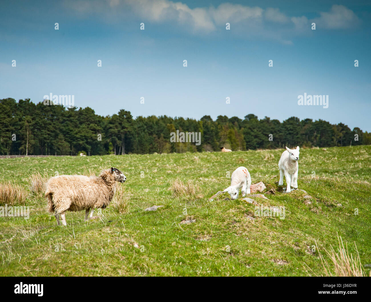 Sheep with lambs on a spring field Stock Photo - Alamy