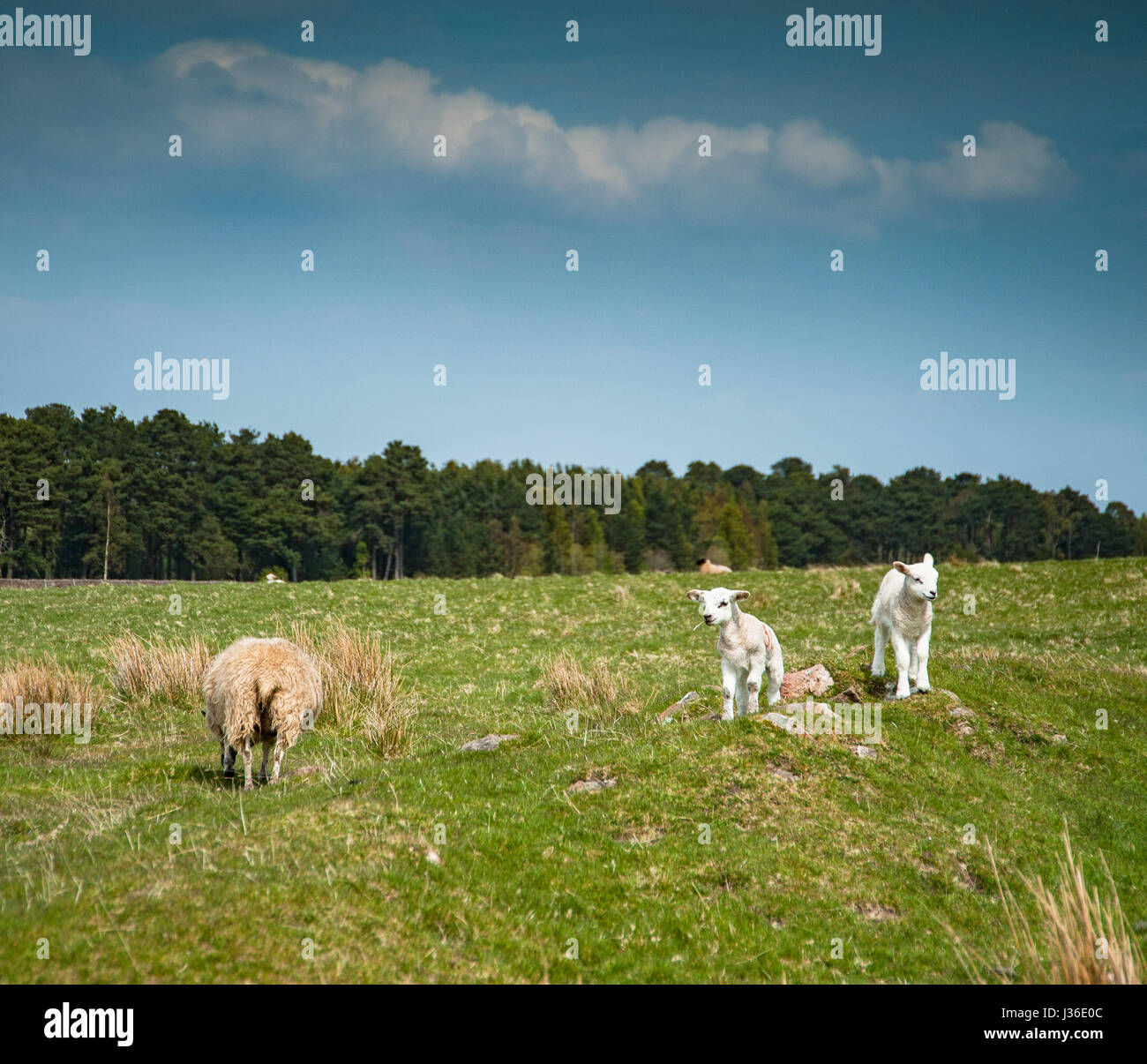 Sheep with lambs on a spring field Stock Photo - Alamy