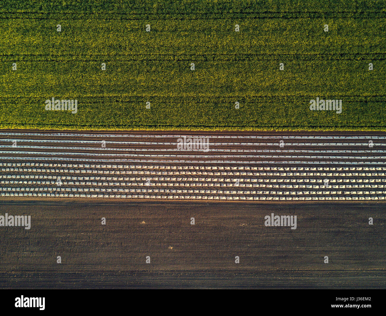 Aerial view of cultivated field from drone, oilseed rapeseed plantation from above Stock Photo