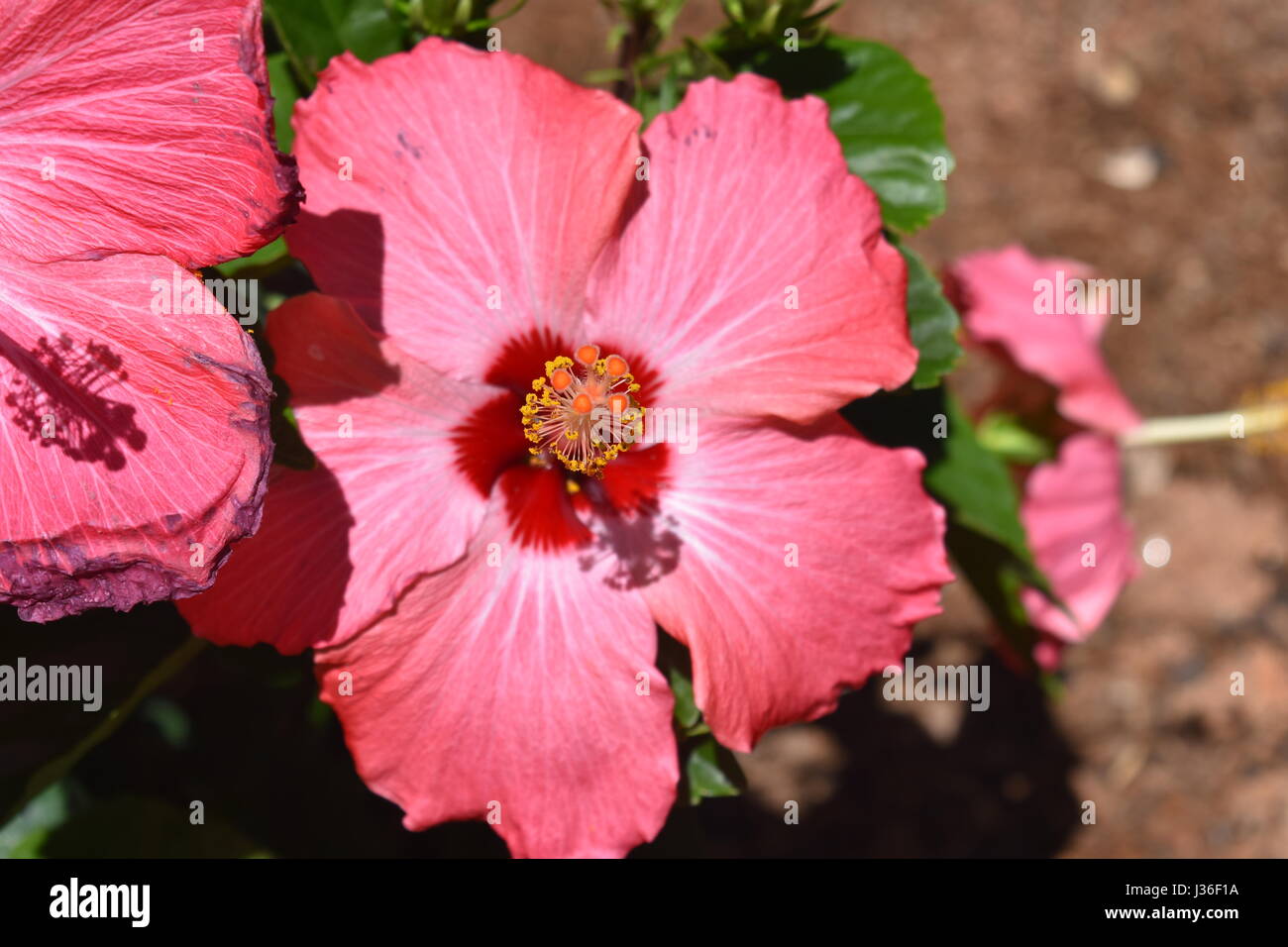 Pink hibiscus flower closeup Stock Photo Alamy