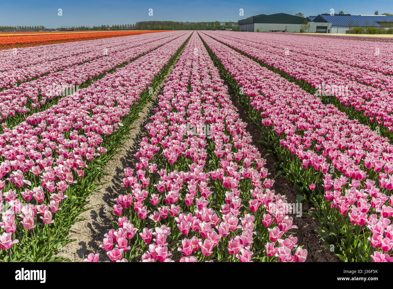 Field of pink tulips at a farm in Flevoland, Holland Stock Photo - Alamy