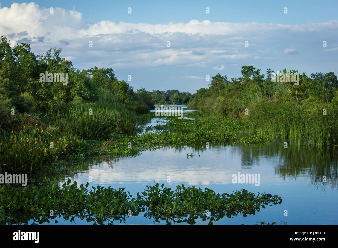 Swamp Canal on a Louisiana Bayou Stock Photo