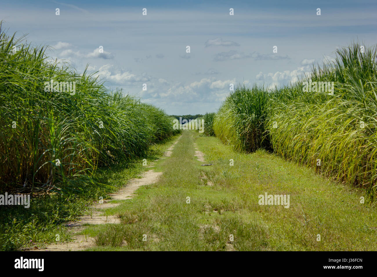 Sugar Cane along the River Road in Louisiana Stock Photo Alamy
