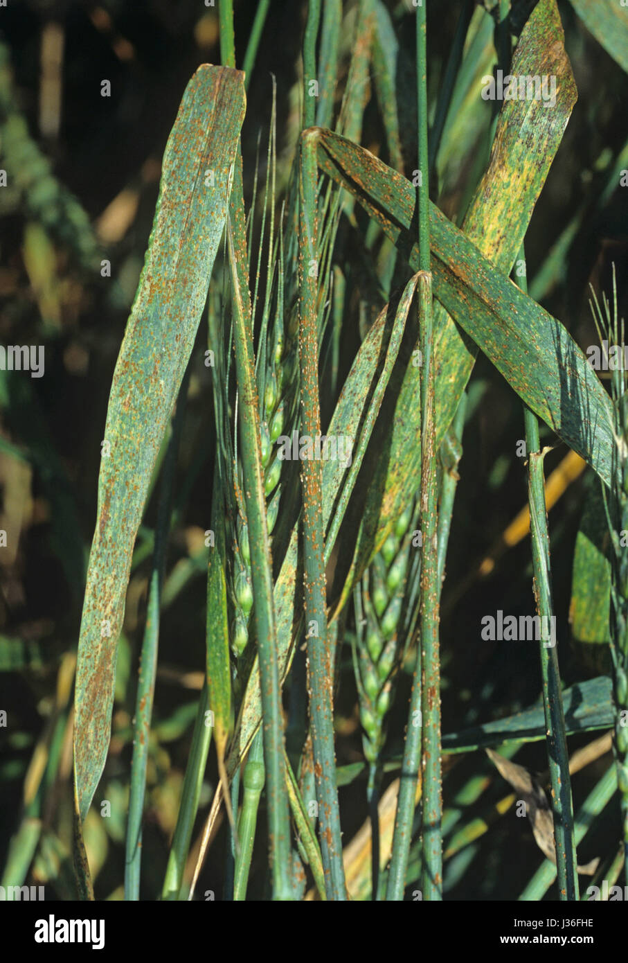 Severe infection black stem rust (Puccinia graminis) on bearded (awned) wheat leaves, stems & ears Stock Photo