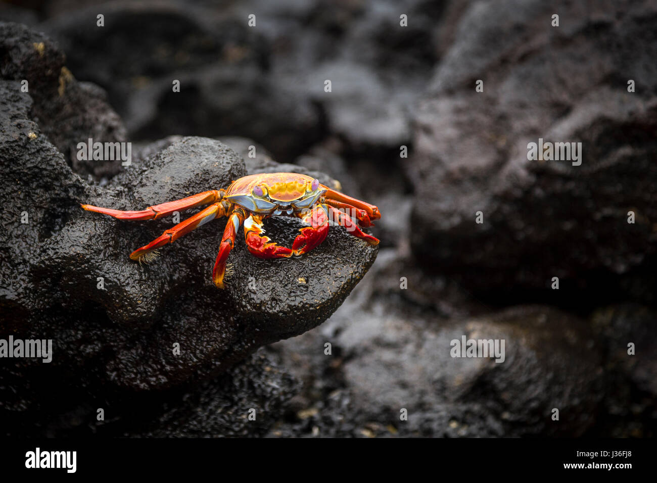 Sally lightfoot crab (Grapsus grapsus), perched on the lava rock in Punta Cormorant Bay, Floreana island. Stock Photo