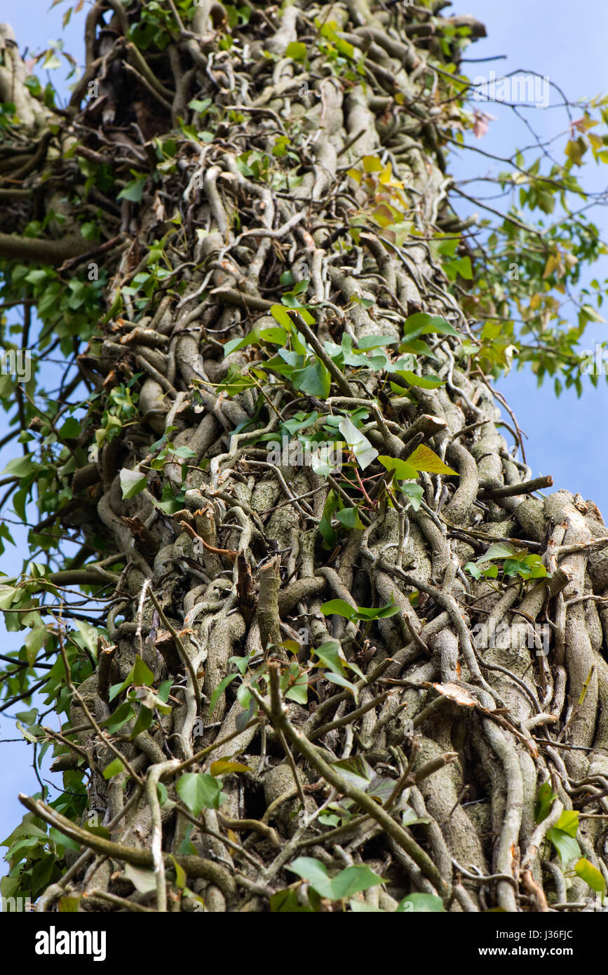 Old and long established common ivy, Hedera helix, twisting and interwoven around the trunk of a tree with the leaves partially removed to show the la Stock Photo