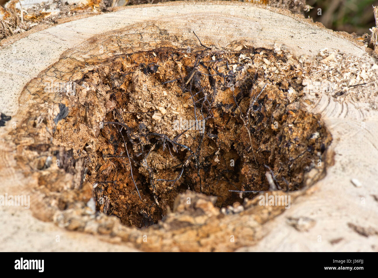 Black rhizomorphs or fungal cords of honey fungus, Armillaria mellea, formed on the diseased and dead core of a rotten tree, Berkshire, March Stock Photo