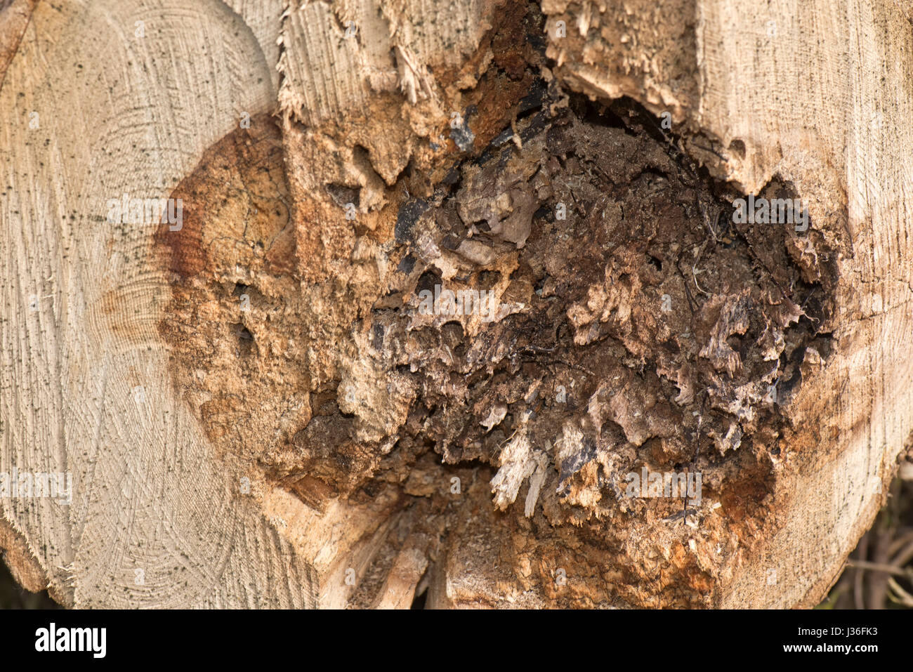 Black rhizomorphs or fungal cords of honey fungus, Armillaria mellea, formed on the diseased and dead core of a rotten tree, Berkshire, March Stock Photo