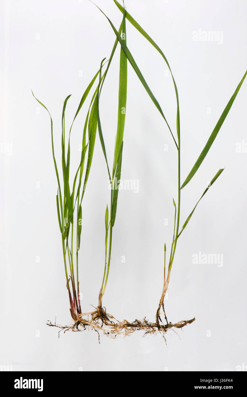 Common couch, Elymus repens, shoots and roots from underground rhizomes of this invasive perennial creeping grass weed Stock Photo