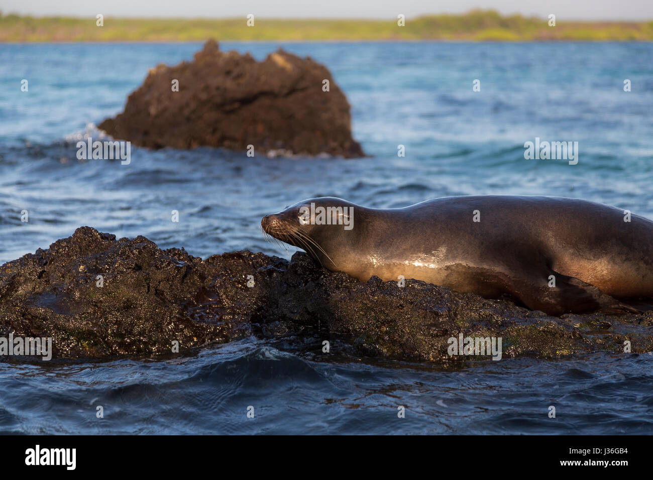 Wildlife on a rock. Galapagos sea-lion (Zalophus wollebacki) enjoys the evening sun. Elizabeth Bay, Isabela. Stock Photo