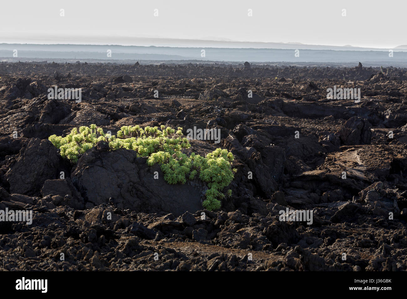 The first settler: a pioneer species of scalesia, the radiate-headed scalesia (Scalesia affinis) on lava floes at Punta Moreno, Isabela. Stock Photo