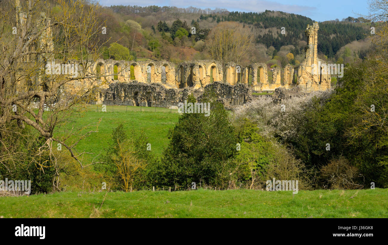 Byland Abbey Ruins Stock Photo