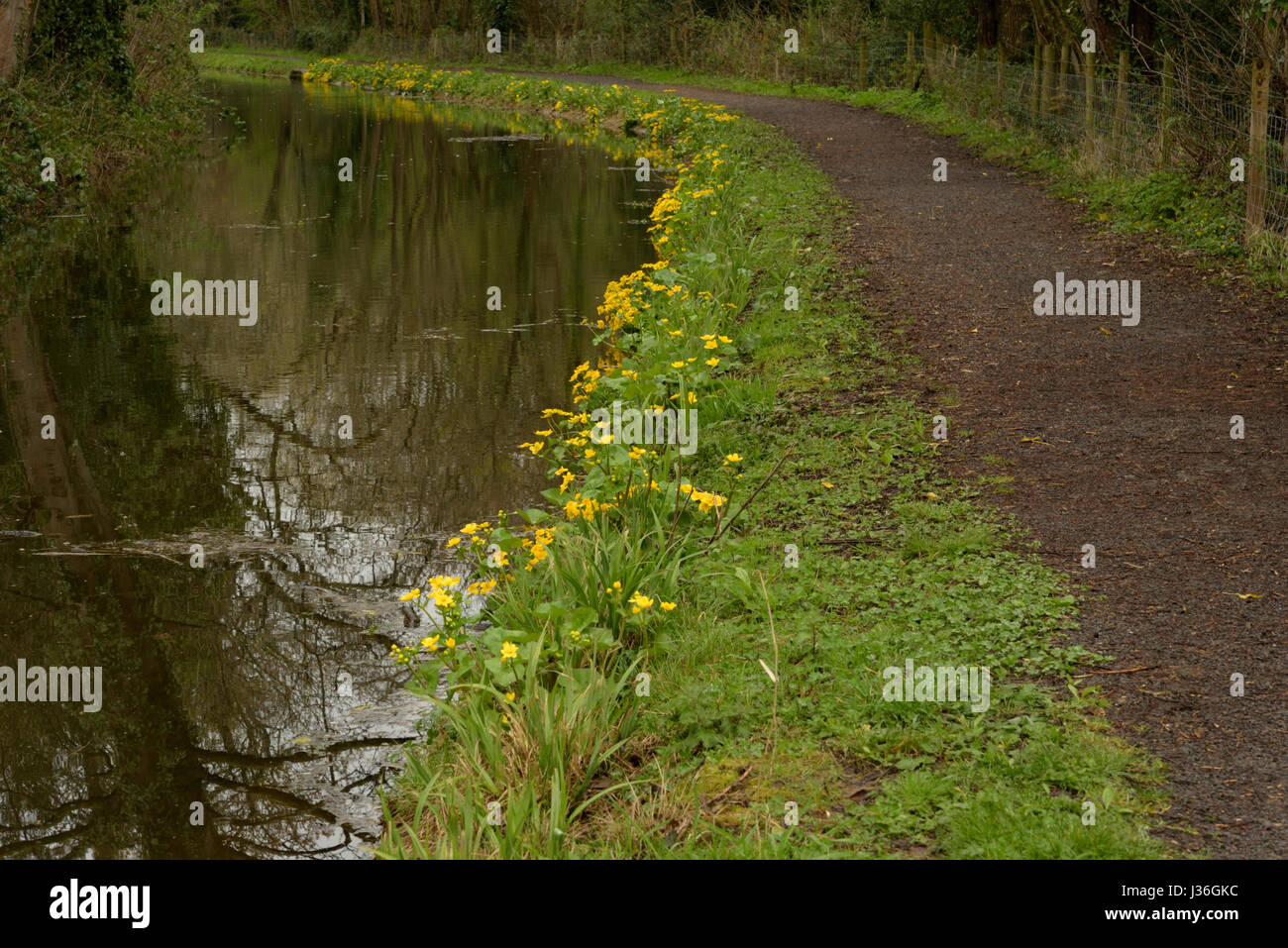 Marsh-marigold, Caltha palustris on a canal bank Stock Photo